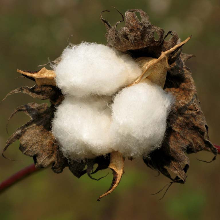 Cotton Bulb