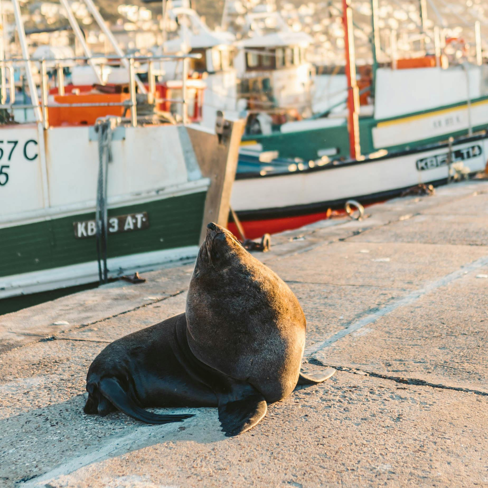 Seal and Gear: The Rabies Outbreak